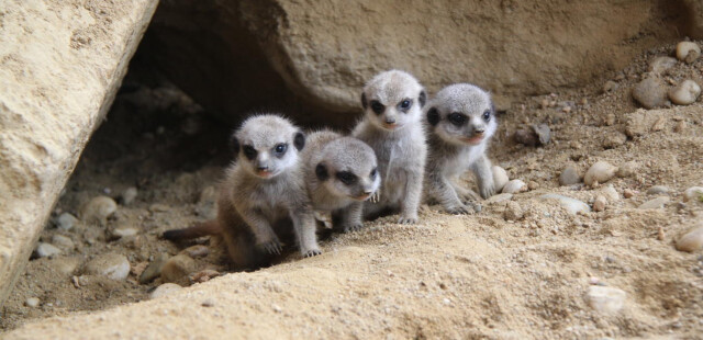 Nachtsafari: Linzer Zoo zur Schlafenszeit, 6-10 Jahre