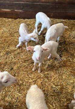 Von der Schafmilch zum Biojoghurt (Alter 6 – 12 Jahre)