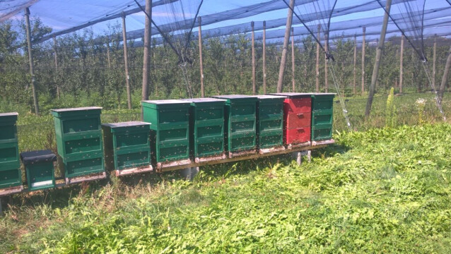 Bienenerlebnis: Imkerverein Pasching, ab 9 Jahren