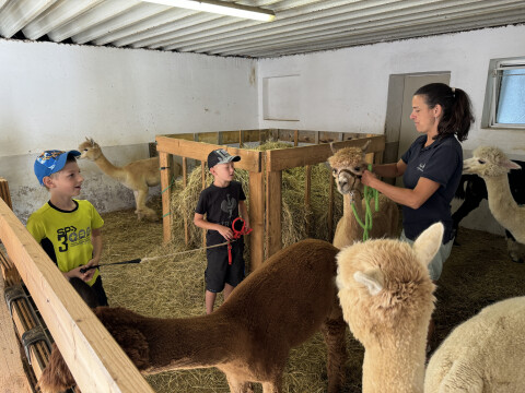 Besuch beim Alpakahof