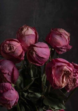 der rosenkavalier. 100 jahre filmmusik