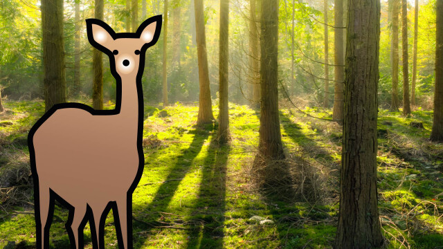 Der Natur auf der Spur – Ein Pirschgang durch den Wald