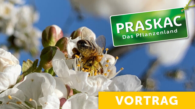 Bienen stärken, Vielfalt fördern – Ihr Garten kann mehr