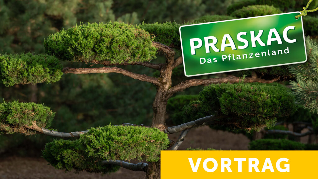 Formgehölze schneiden – Tipps für präzise Gartengestaltung