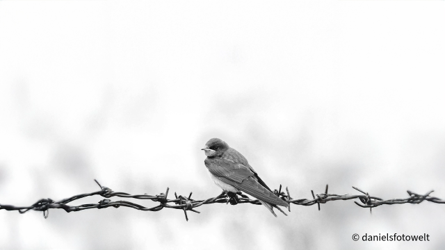 Der Kaiser von Atlantis & L´Hirondelle inattendue