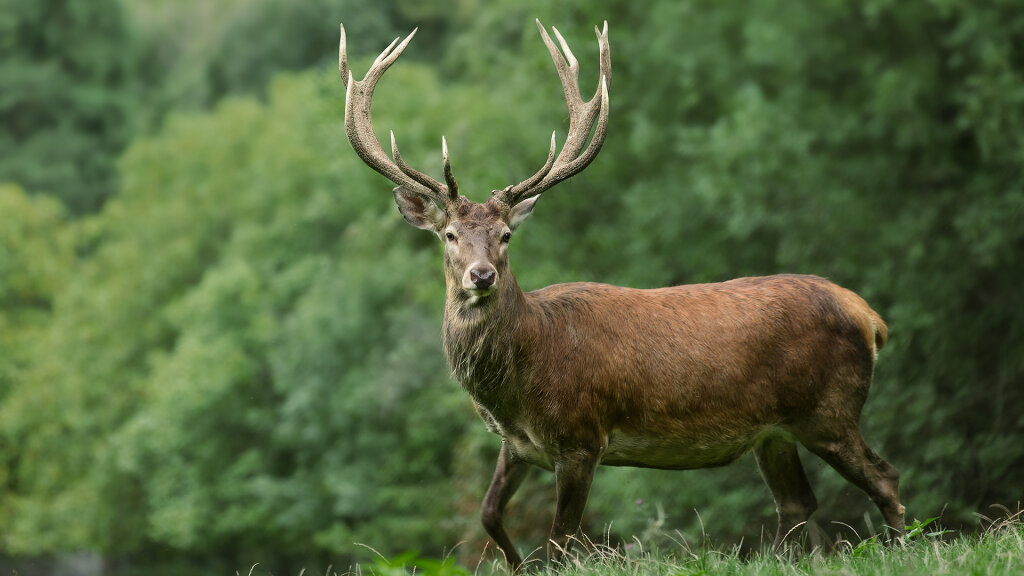 Abenteuer Wildpark – Tiere entdecken, Natur erleben
