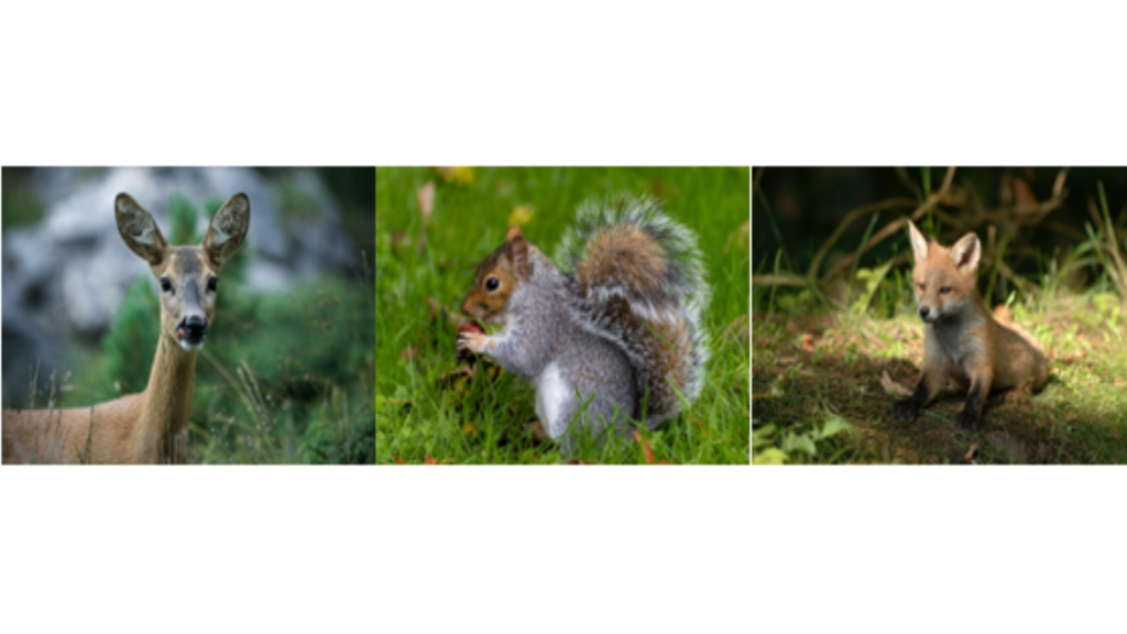 Wer wohnt bei uns im Wald