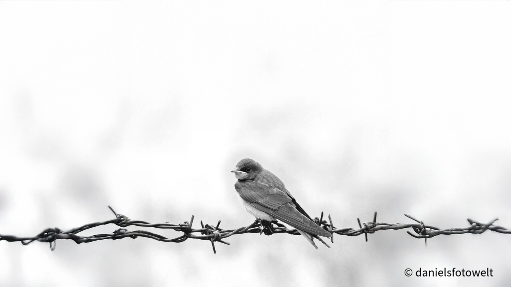 Der Kaiser von Atlantis & L´Hirondelle inattendue