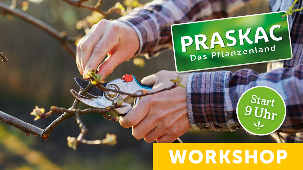 Obstbaumschnitt von Asimina bis Zwetschke