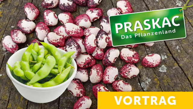 Hülsenfrüchte – die unterschätzten Stars im Beet! Erbsenzählen war gestern!