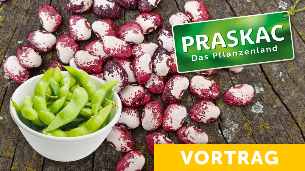 Hülsenfrüchte – die unterschätzten Stars im Beet! Erbsenzählen war gestern!