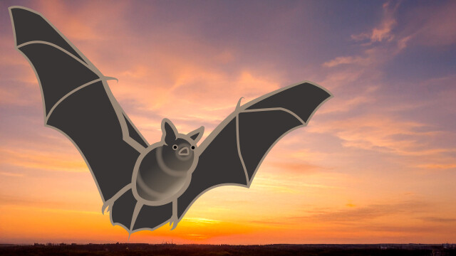 Fledermaus – abendlicher Detektor-Spaziergang – Anmeldung direkt über Region Urfahr West