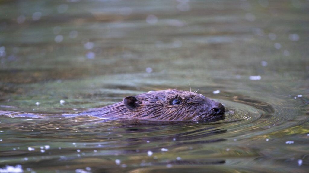 Besuch im Biberrevier