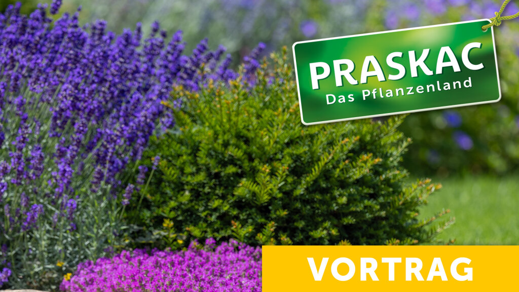 Blühende Beete & Rosen: Farbenpracht, die bleibt