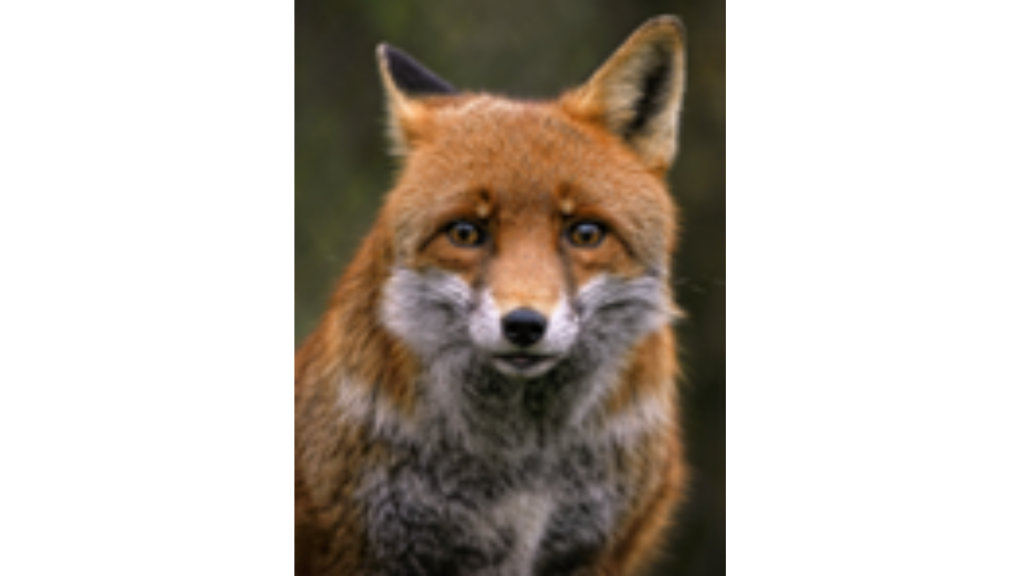 Jagdzeit „Erlebe die Natur hautnah“