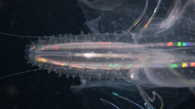 Manfred Wakolbinger  –  Blackwater / Galaxies, Artistalk und Führung