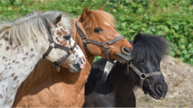 Schnitzeljagd mit unserem Pony Misty