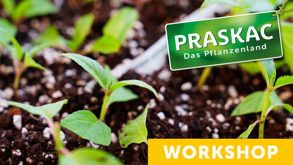 Vom Samen zum Samen – Die Saatgutvermehrung im Hausgarten