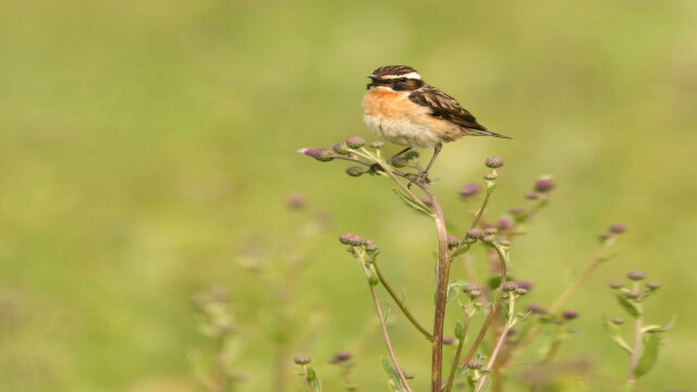 Gemeinsam das Ried Ruggell und seine Tiere schützen