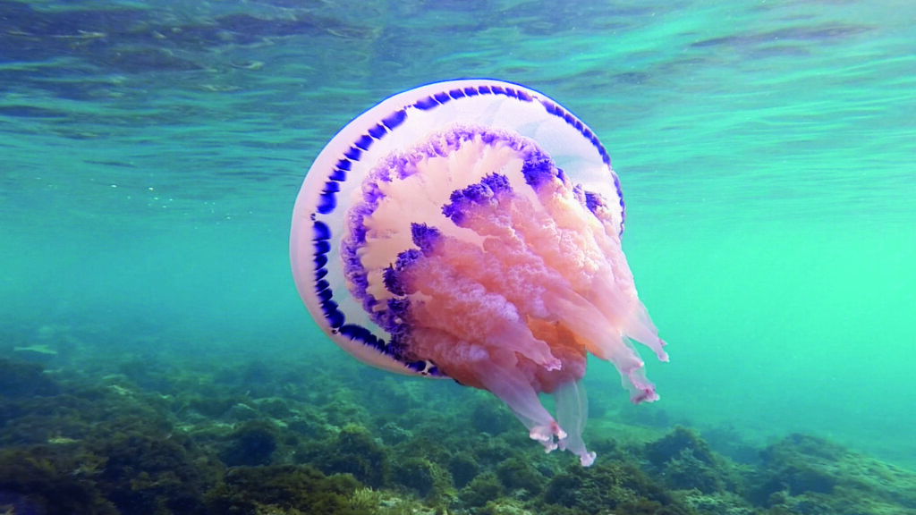 ELEMENTS OF(F) BALANCE + Filmgespräch mit Regisseur Othmar Schmiderer