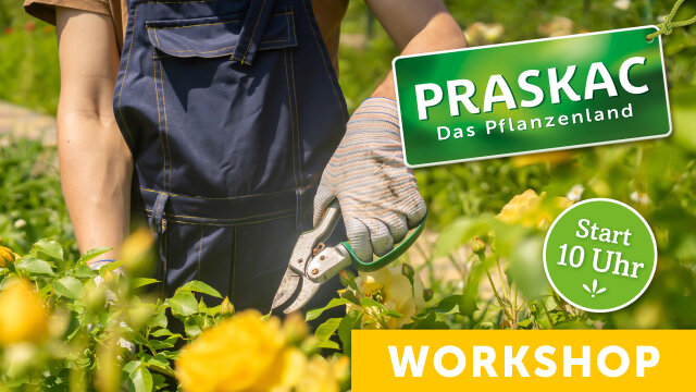 Rosenpflege & Rosenschnitt