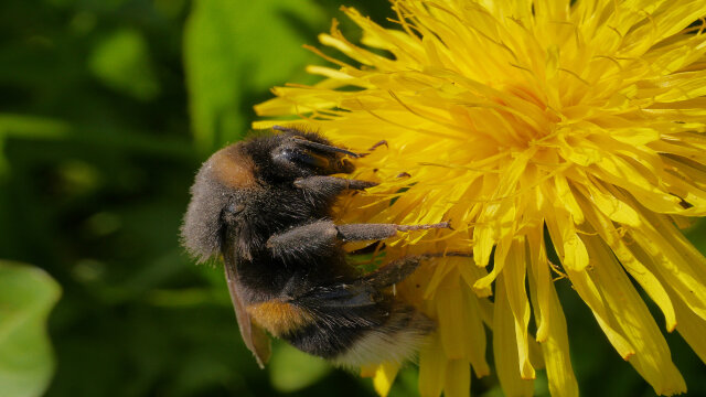 Wildbienen und ihre Lebensräume