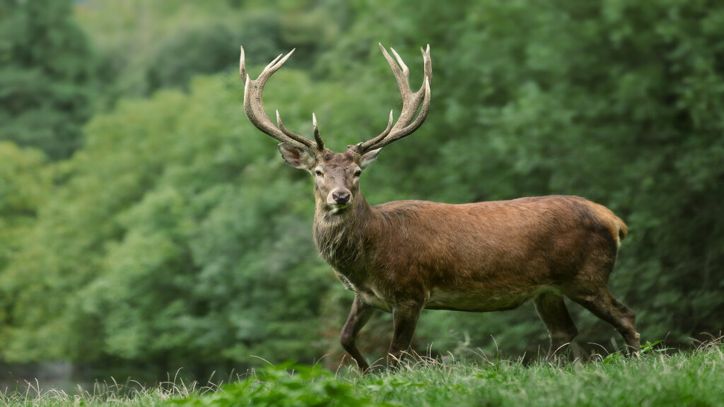 Abenteuer Wildpark – Tiere erleben, Natur entdecken