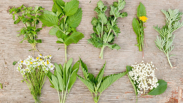 Essbare Natur – Blüten und Blätter am Wegesrand
