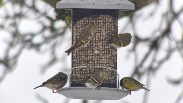 Vortrag: Vögel im Winter