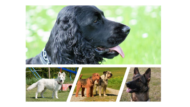 Hunde-Abenteuer