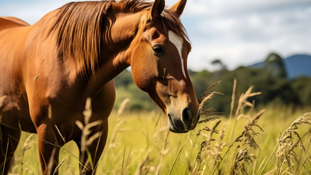 Reiten für Fortgeschrittene