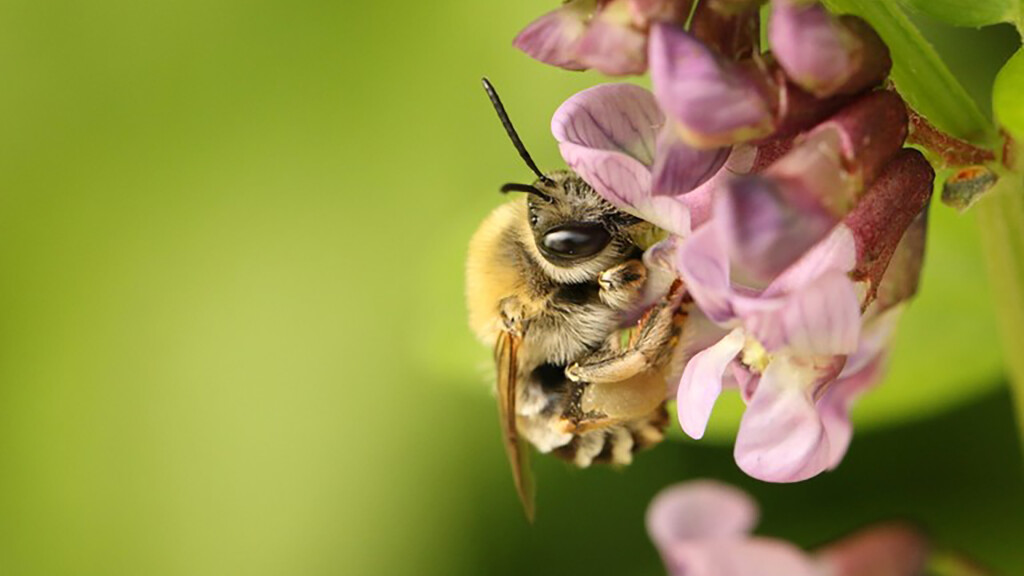 Wildbienen entdecken
