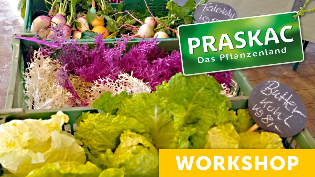 Frische Ernte trotz Eiseskälte – Wintergemüse für Genießer