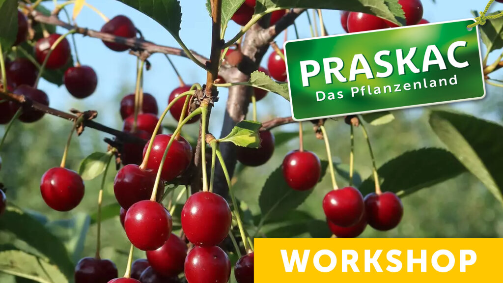 Sommerbaumschnittkurs