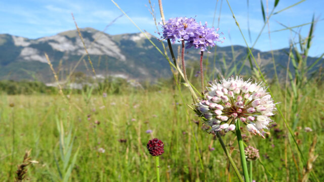 Exkursion ins Natura 2000-Gebiet Bangs-Matschels