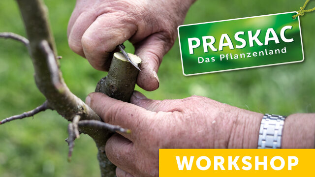 Veredeln wie die Profis