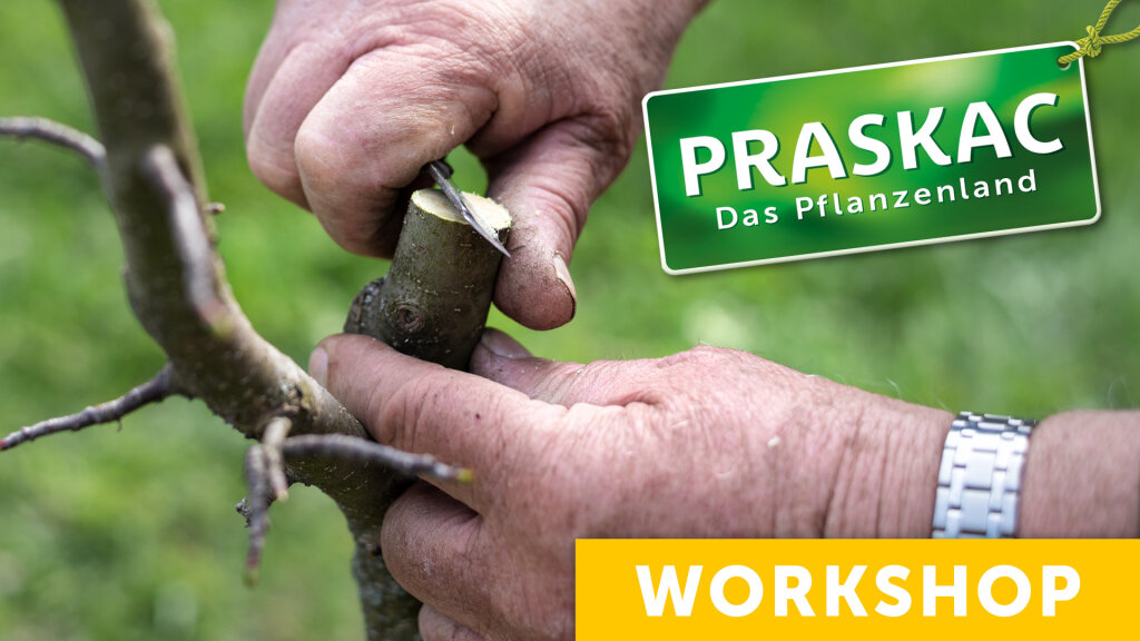 Veredeln wie die Profis