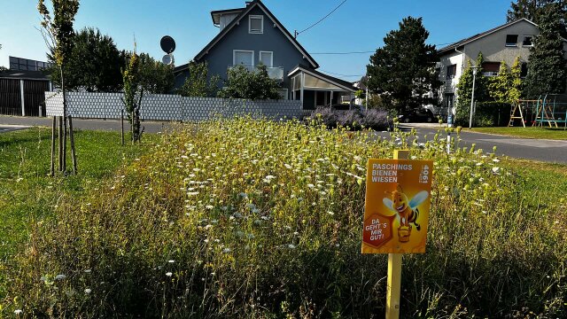 Mission Honig: Entdecke das Leben im Bienenstock! ab 9 Jahren