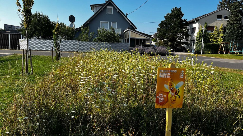 Mission Honig: Entdecke das Leben im Bienenstock! ab 9 Jahren