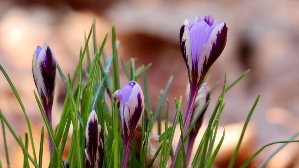 Kulturjause: Veronika, der Lenz ist da!!!